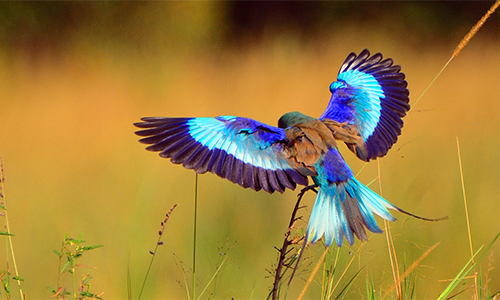 kenya-birding-safaris