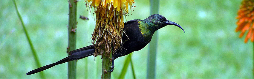 kenya-birding-safaris