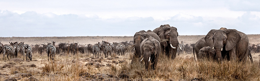 masaai-mara-national-park-air-safaris